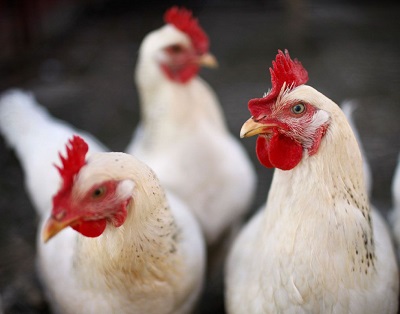 Preço da carcaça de frango subiu no atacado